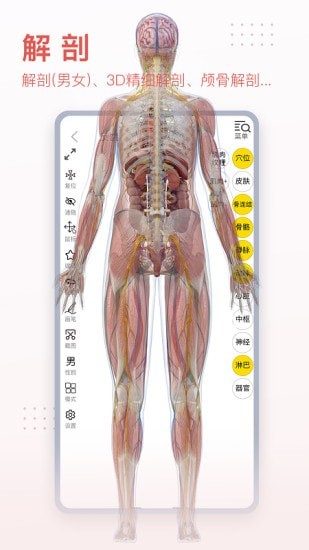 3Dbody艺用完整版截图3